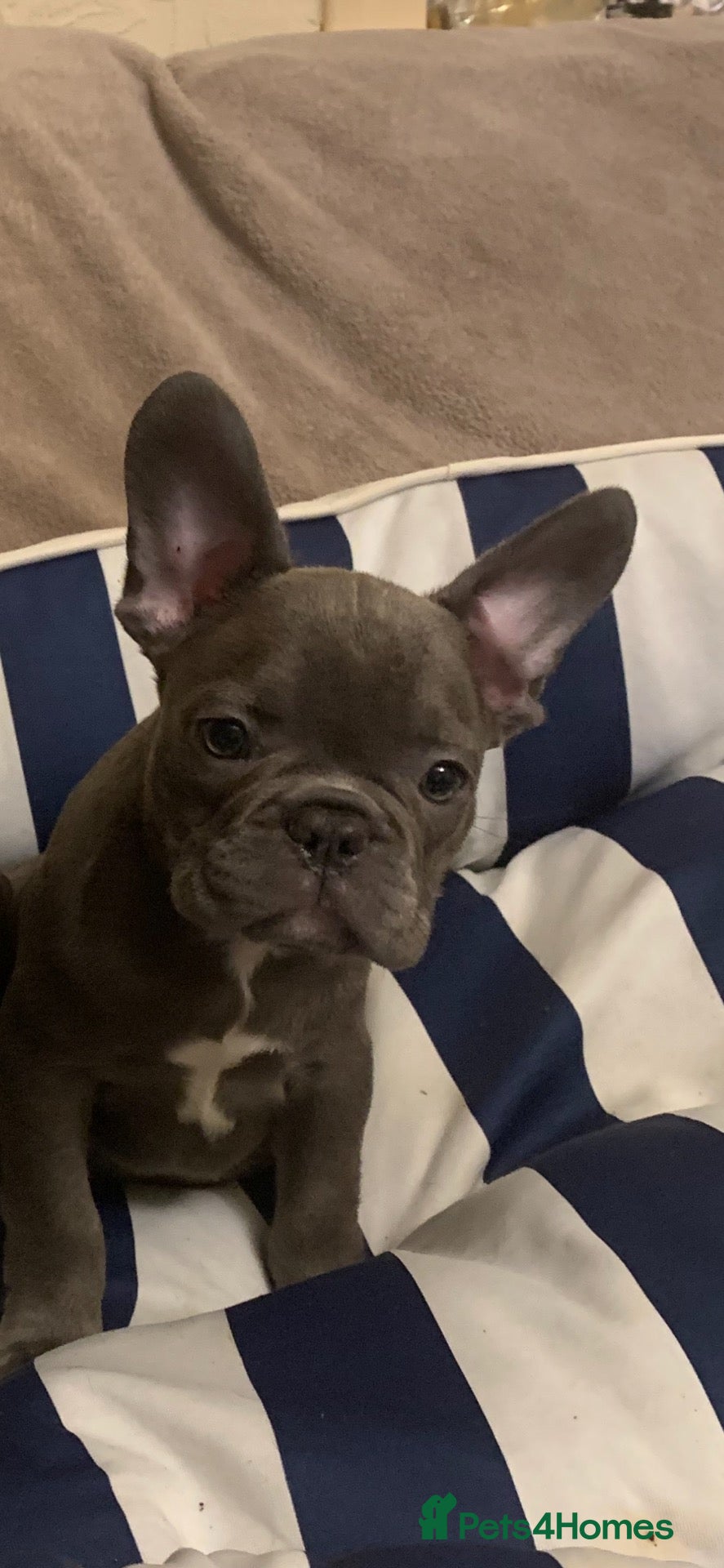 French Bulldog dogs QUALITY KC FRENCH BULLDOG PUPPIES  - Advert 1