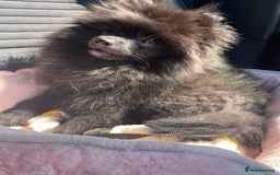 Pomeranian dogs for sale: Pomeranian for sale - Image 1