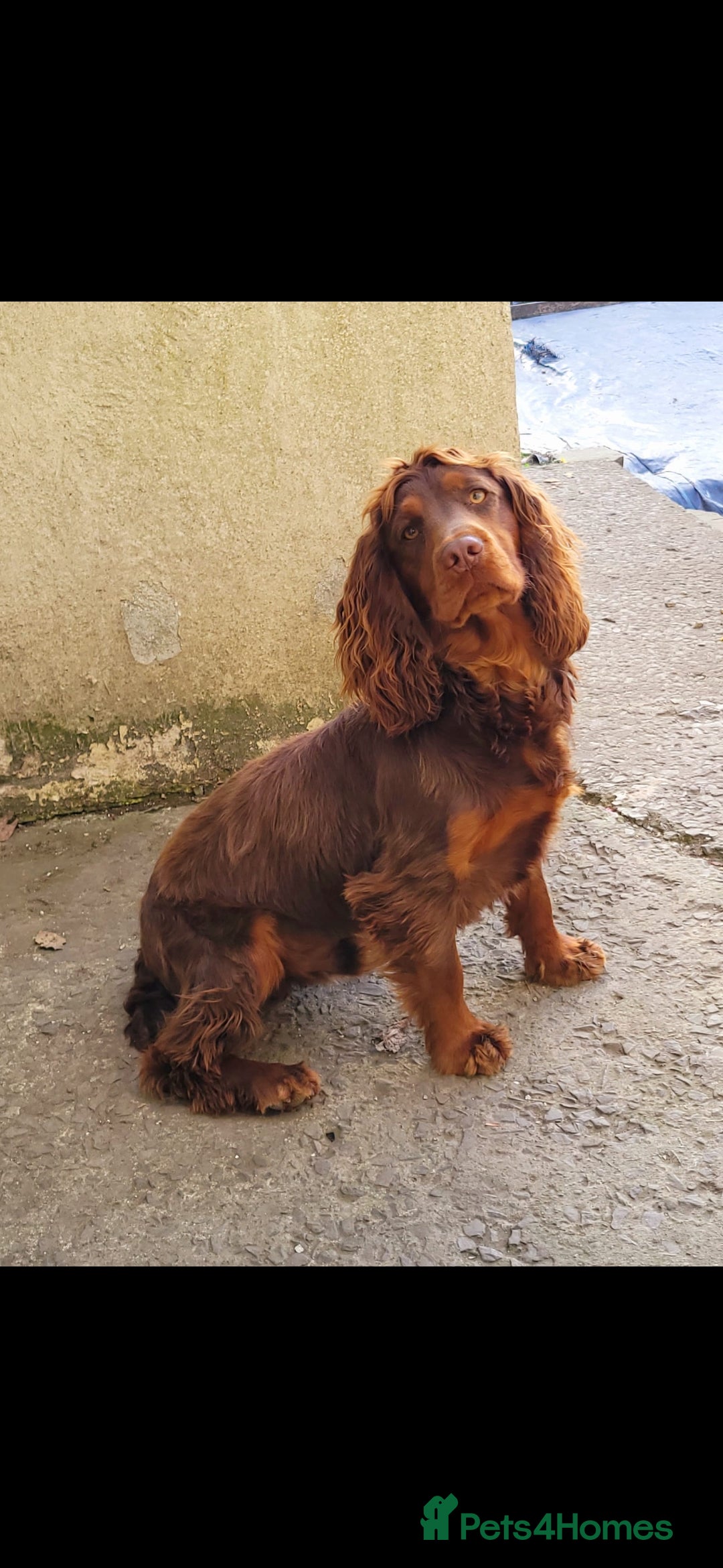 Cocker Spaniel dogs for sale: Kc chocolate and tan cocker spaniel  - Image 7