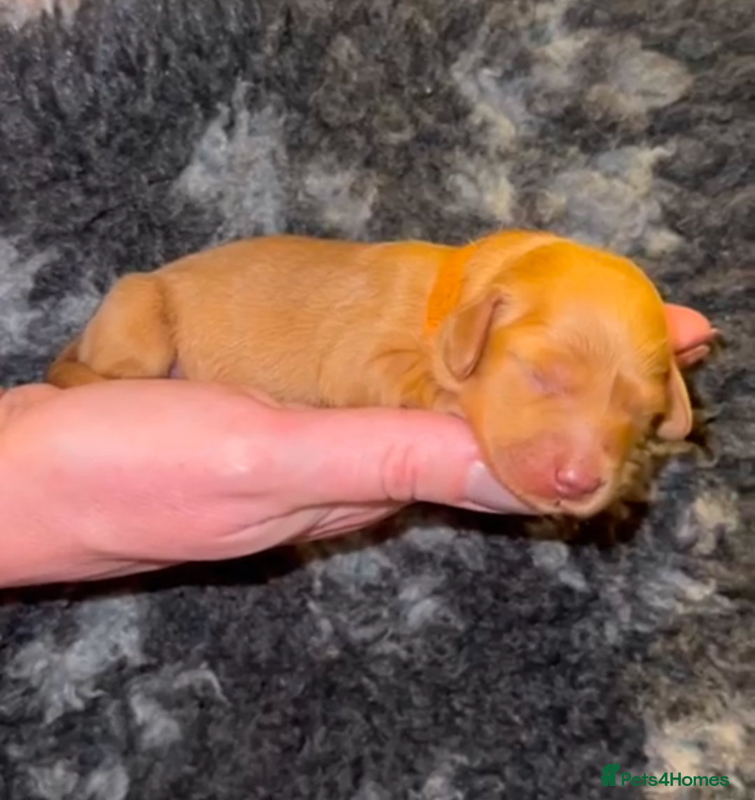 Miniature Dachshund dogs KC Reg cream L/hair Health Tested Mini Dachshund❤️ - Advert 2