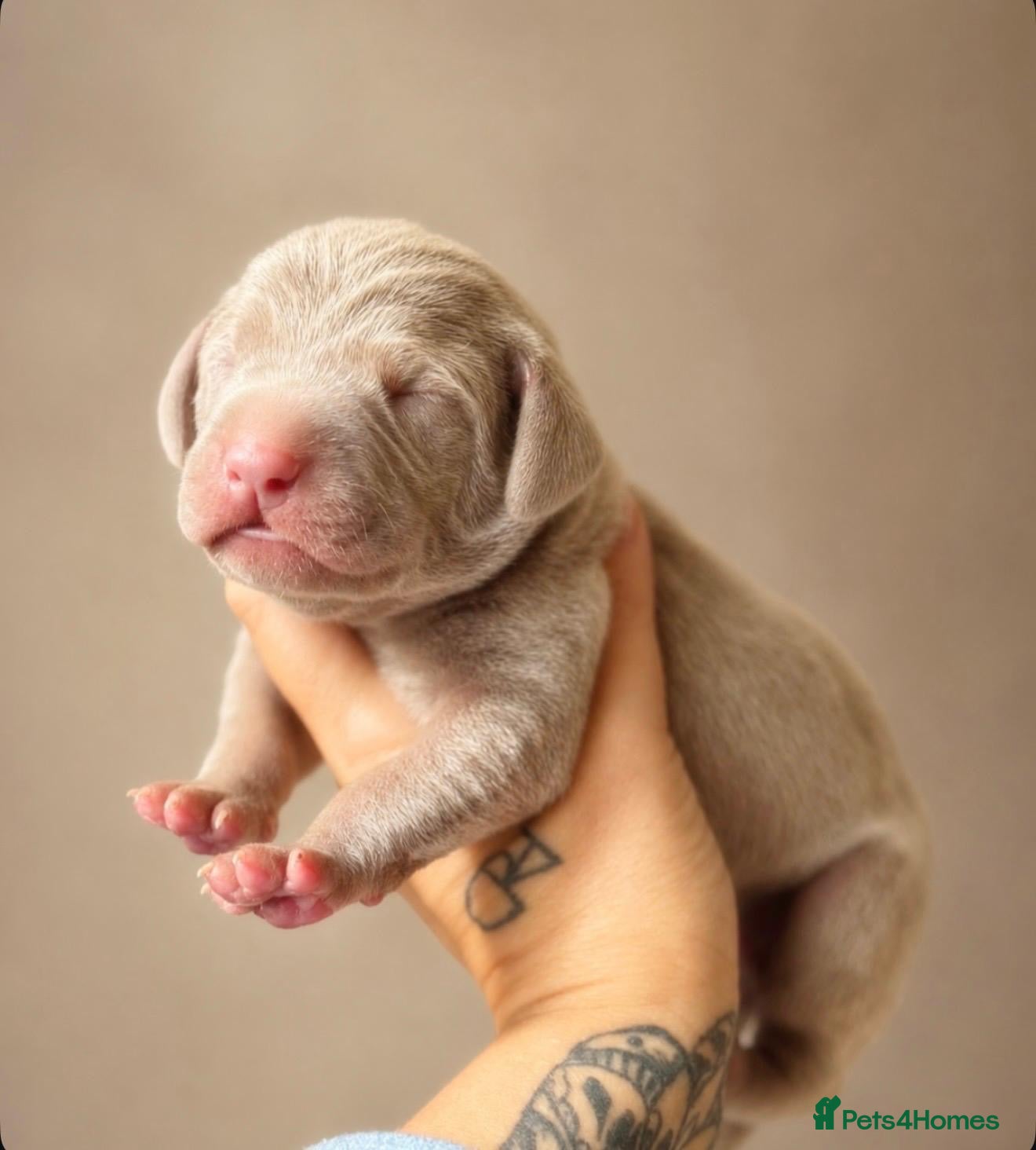 Weimaraner dogs Gorgeous chunky silver Weimaraner puppies  - Advert 2