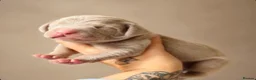 Weimaraner dogs for sale: Gorgeous chunky silver Weimaraner puppies  in Llanelli - Advert 2