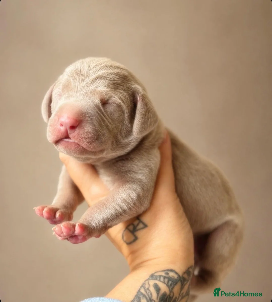 Weimaraner dogs for sale: Gorgeous chunky silver Weimaraner puppies  in Llanelli - Advert 2