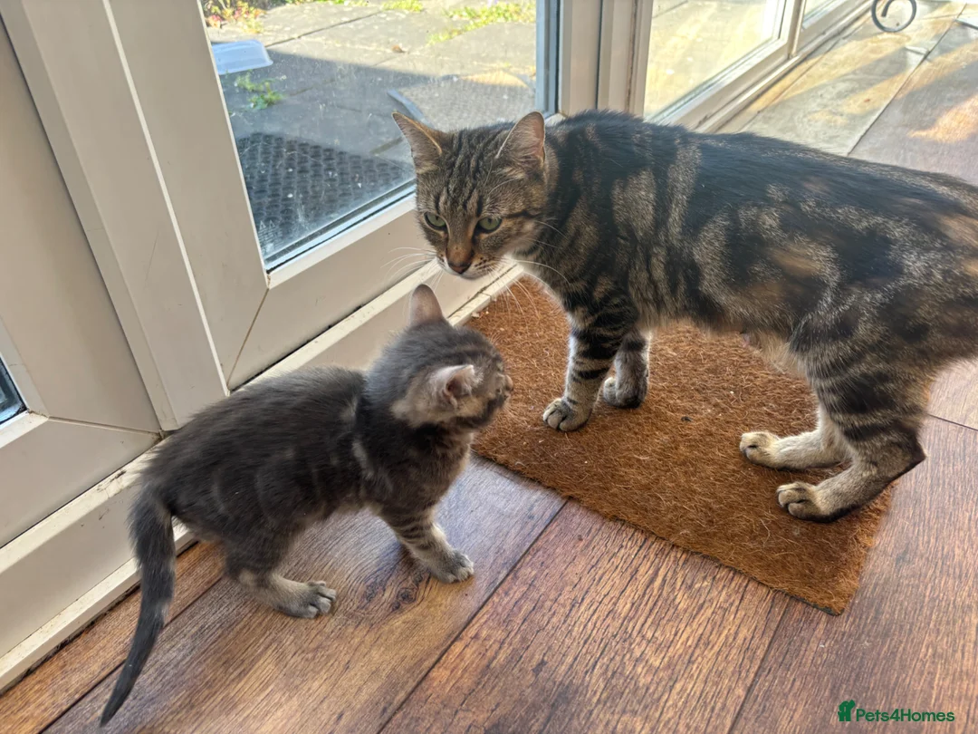 Mixed Breed cats for sale: Main Coon Mixed Kittens - Advert 2