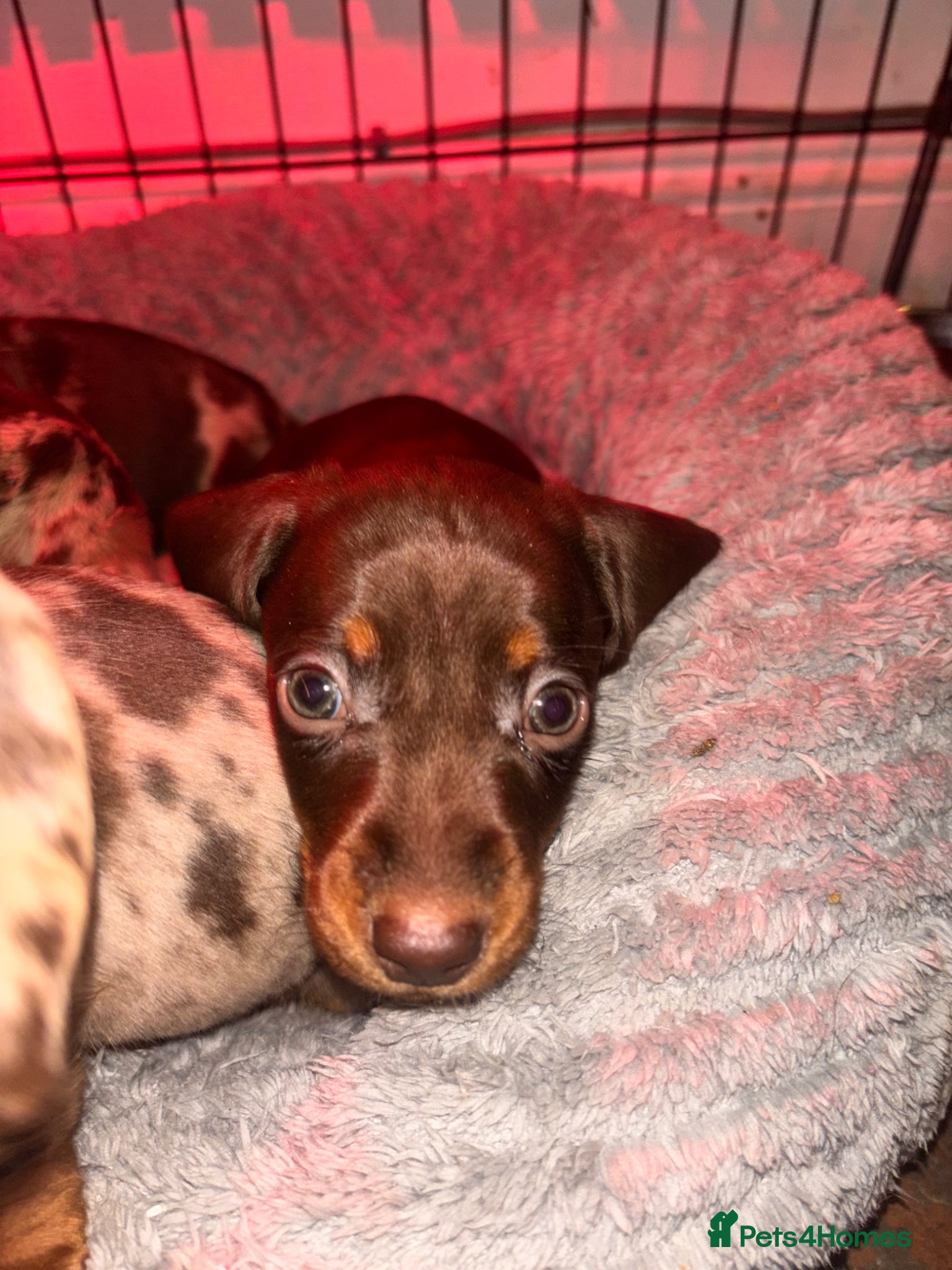 Miniature Dachshund dogs The sausage squad has arrived!  - Advert 10