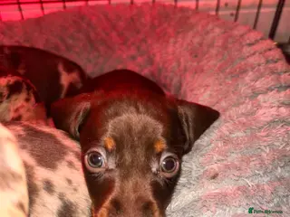 Miniature Dachshund dogs The sausage squad has arrived! - Advert 10