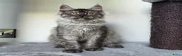 Maine Coon cats for sale: Maine Coon Kittens Fife Registered  - Advert 13
