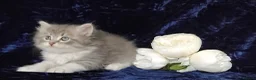 Siberian cats for sale: GCCF Registered Siberian Kitten For Sale  - Advert 24