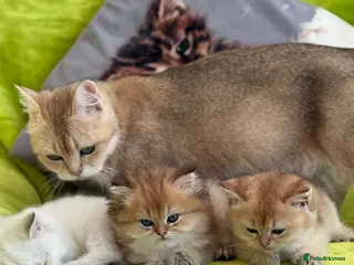British Longhair cats Golden British Longhair kitten for sale - Advert 5