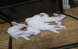 Californian rabbits for sale: Californian & New Zealand kits ready to leave soon - Image 2