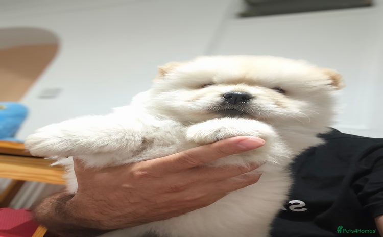 Chow Chow dogs - Advert 2