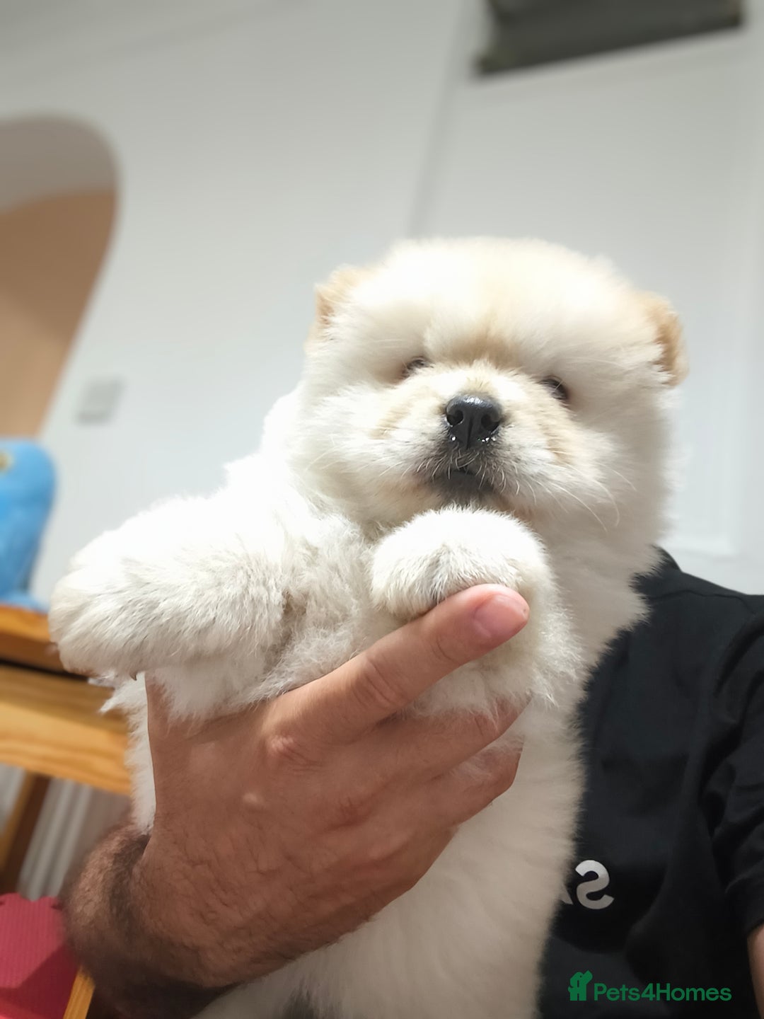 Chow Chow dogs for sale: Chow chow - Image 1