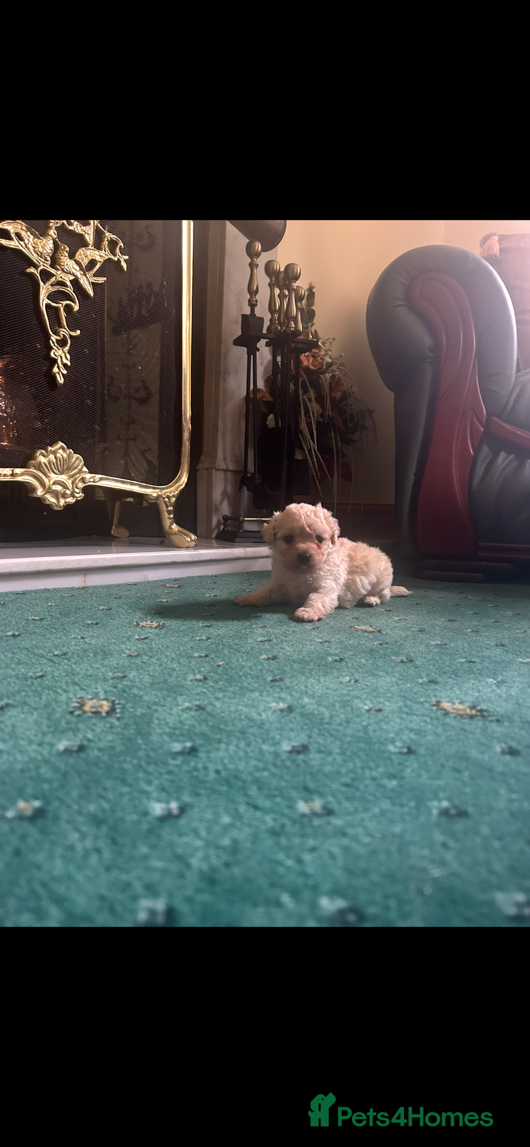 Mixed Breed dogs for sale: Gorgeous Bichon Frise x Maltese Puppies - Image 2