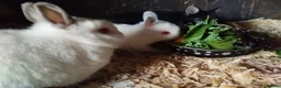 Netherland Dwarf rabbits for sale: Neatherland dwarf bunnies  - Advert 3