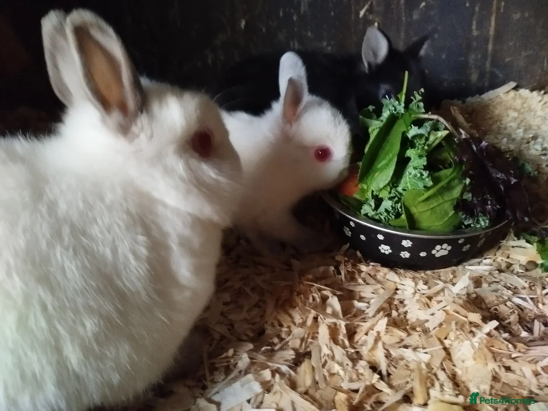 Netherland Dwarf rabbits for sale: Neatherland dwarf bunnies  - Advert 3