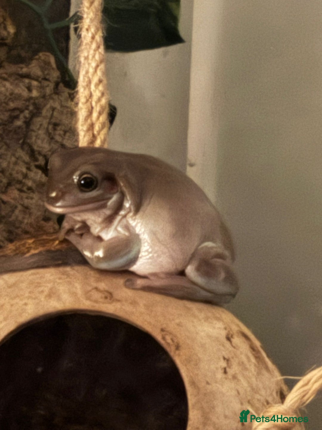Frog reptiles for sale: White Tree Frogs - Image 1