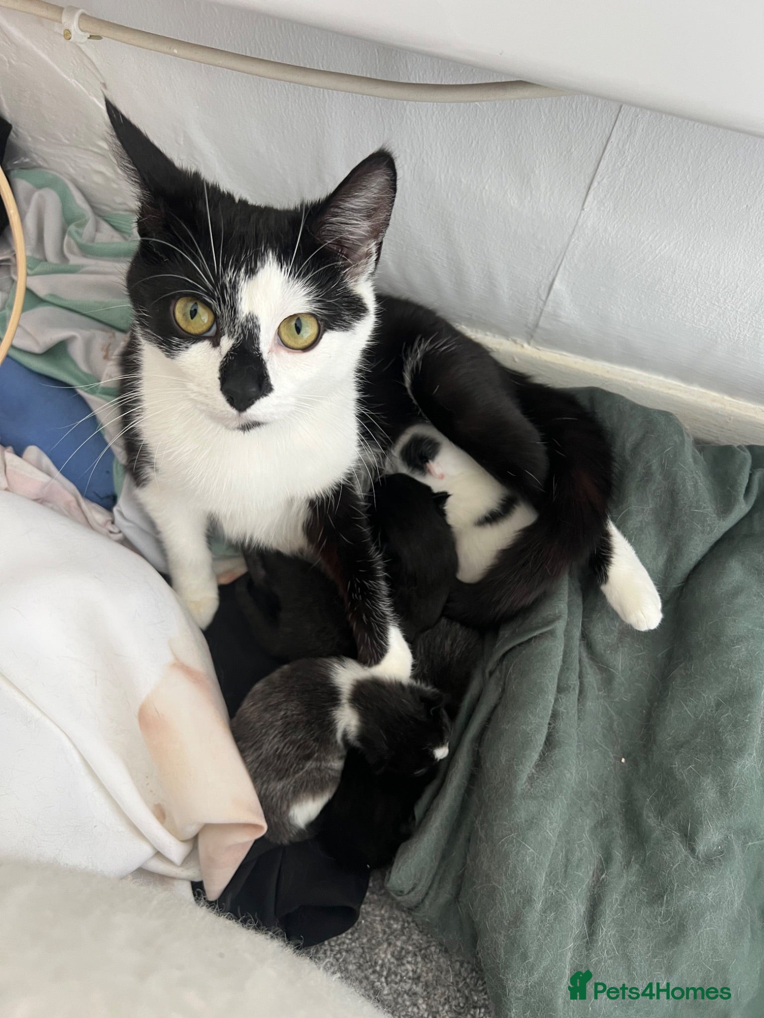 Mixed Breed cats 3 Kittens!! - Advert 1