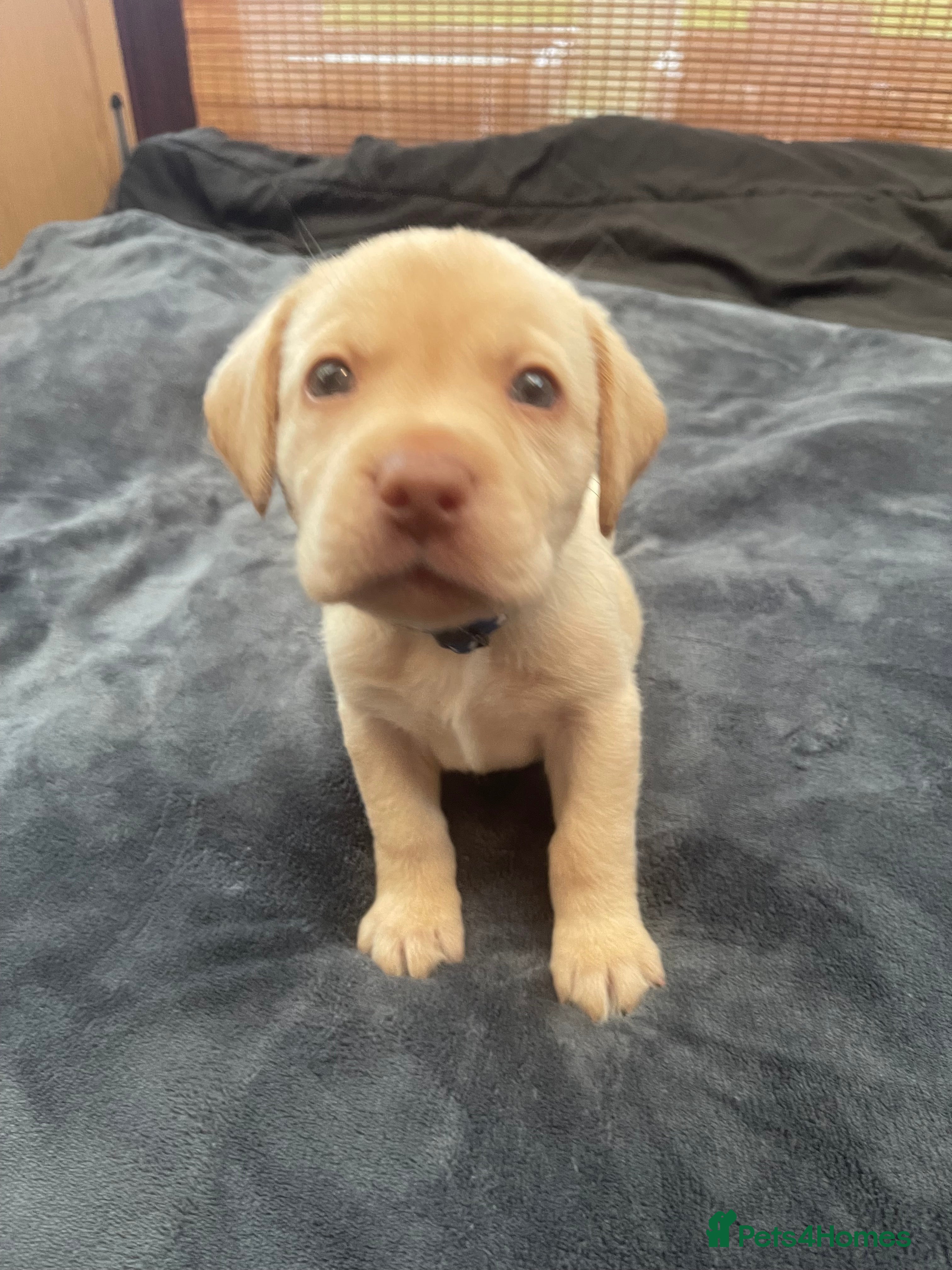 Labrador Retriever dogs Labrador Puppies Chocolate & Golden For Sale - Advert 1