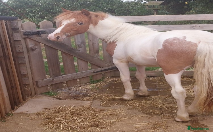 Other Breed horses - Advert 1