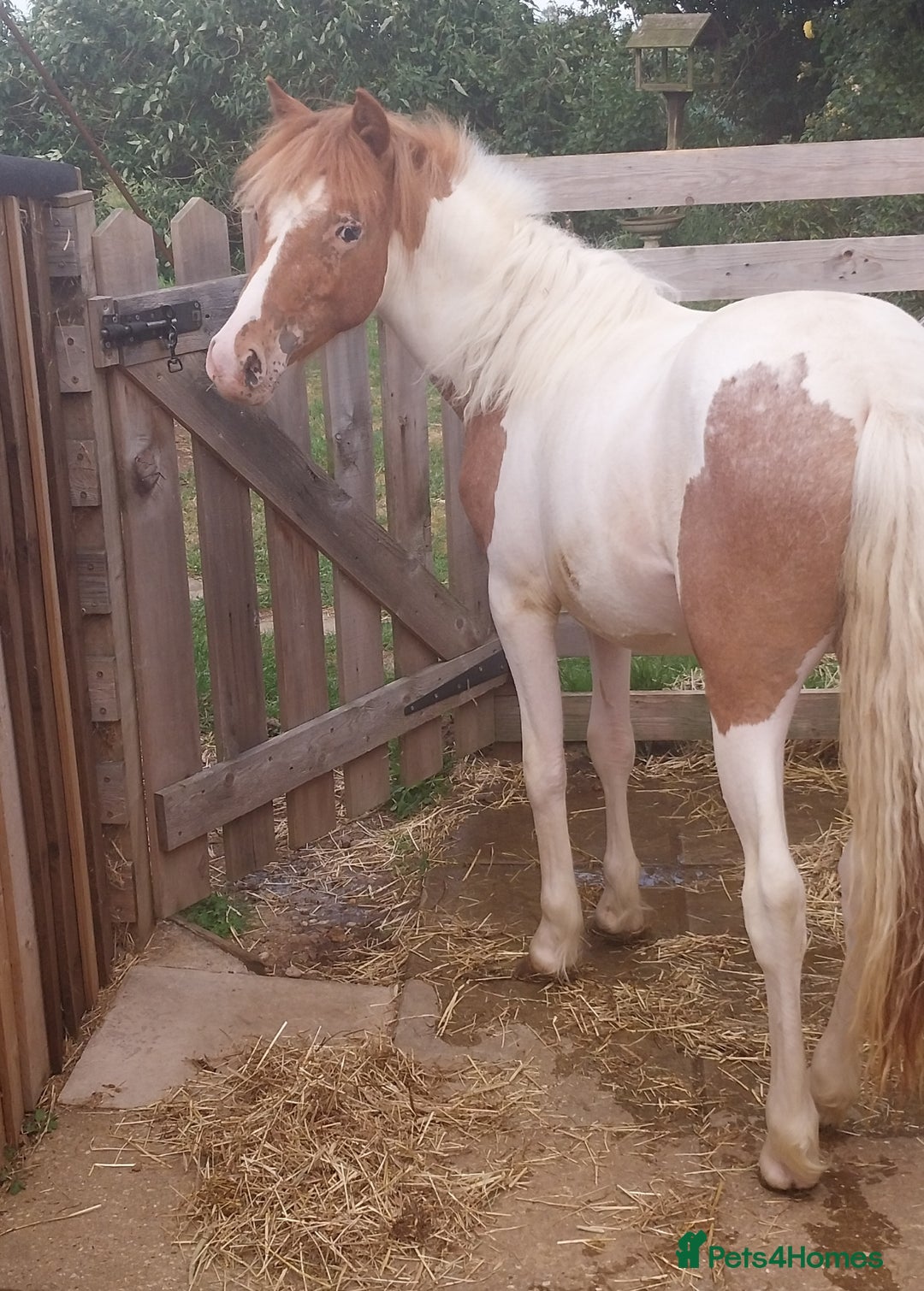 Other Breed horses for sale: Yearling Filly  - Image 1