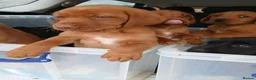 Labrador Retriever dogs for sale: Chunky fox red labrador  - Advert 6