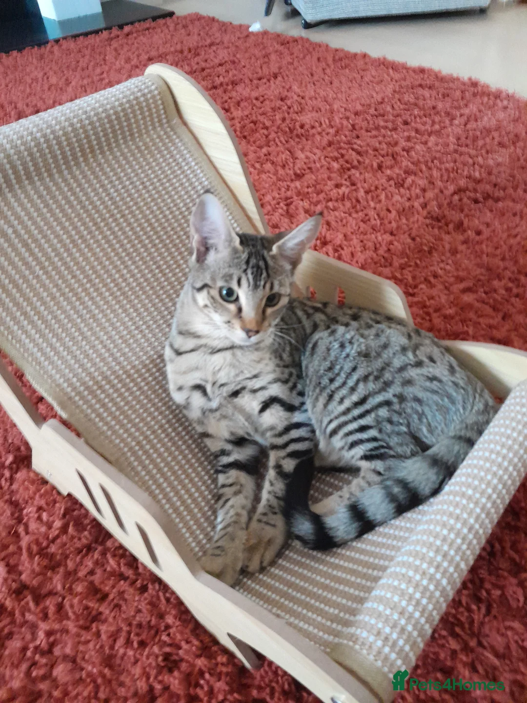 Savannah cats for sale: TICA Reg, F5 Pedigree Girl Kitten - Advert 11