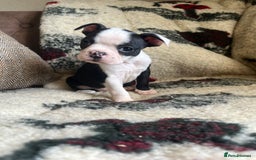 Boston Terrier dogs for sale: How is she the last puppy she’s perfect!  - Image 7