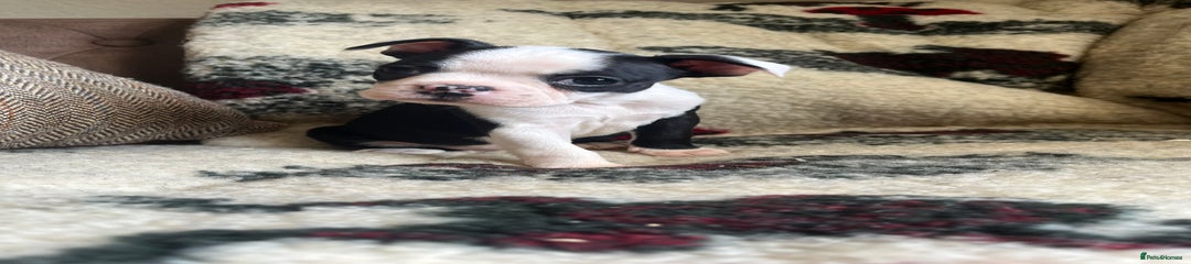 Boston Terrier Puppy 3