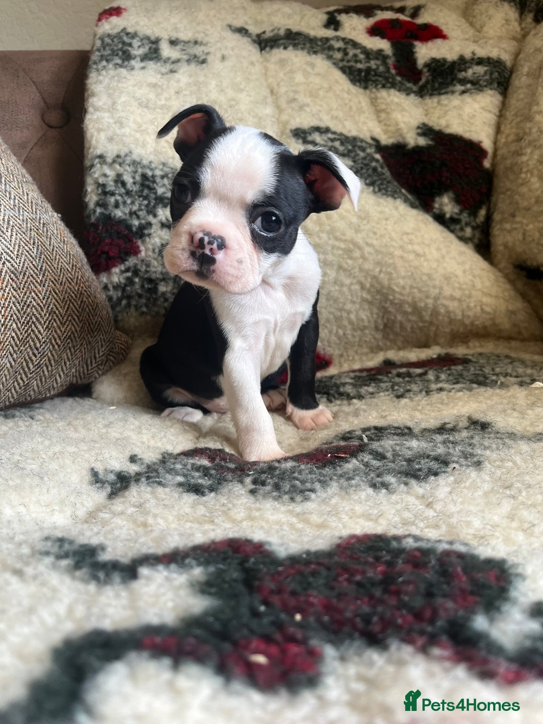 Boston Terrier dogs for sale: How is she the last puppy she’s perfect!  - Image 7