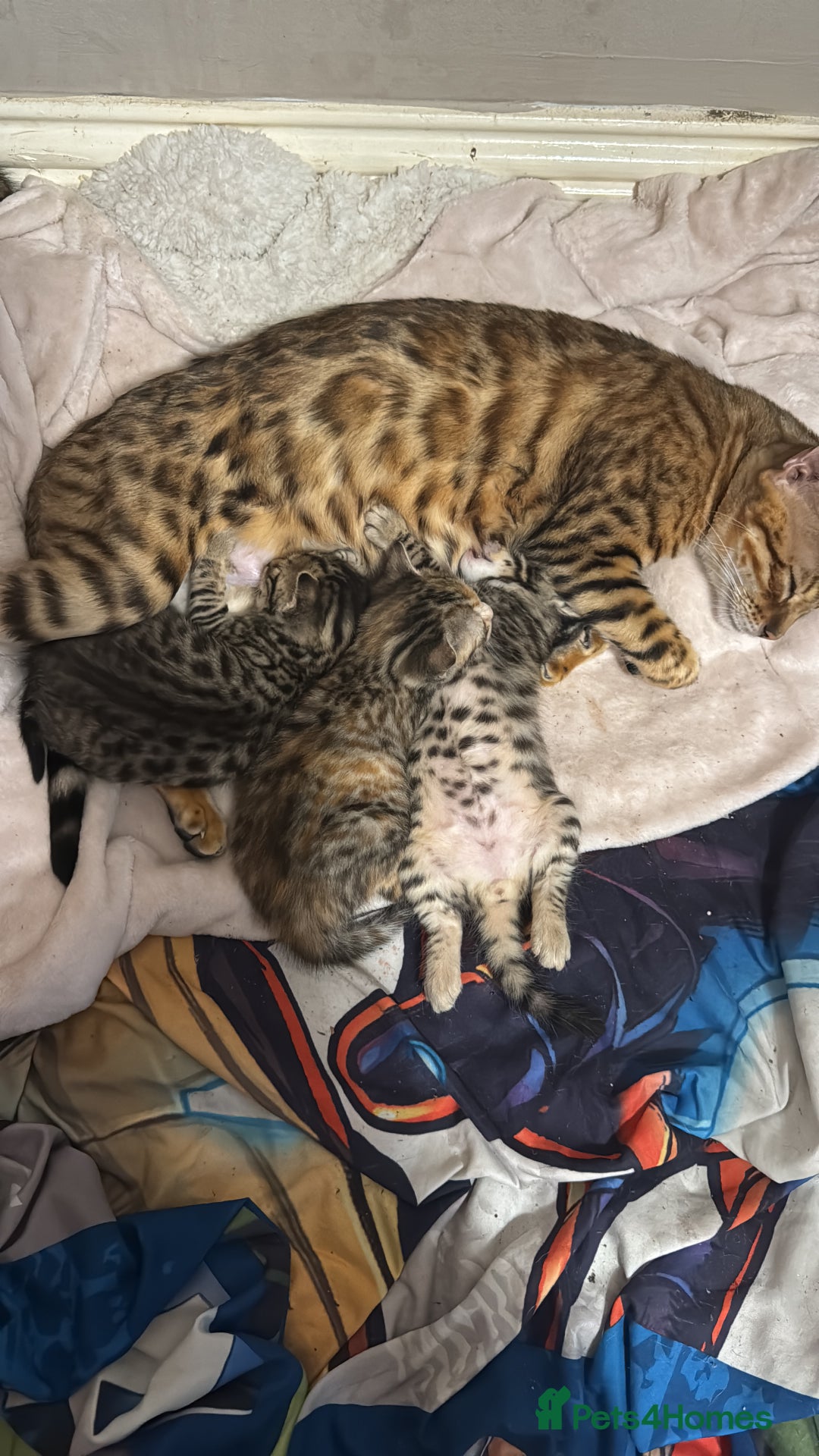 Bengal cats for sale: Benign cross main  coon cross bengal  - Image 4