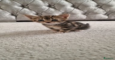 Mixed Breed cats - Advert 9