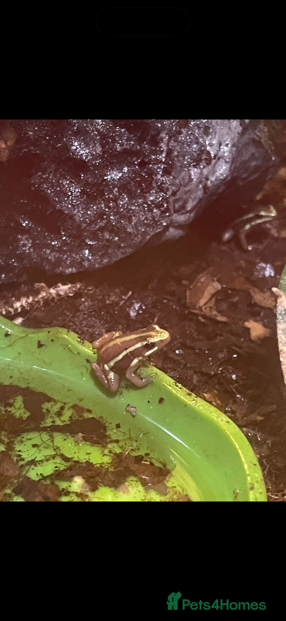 Frog reptiles Santa Isobel dart frogs - Advert 3
