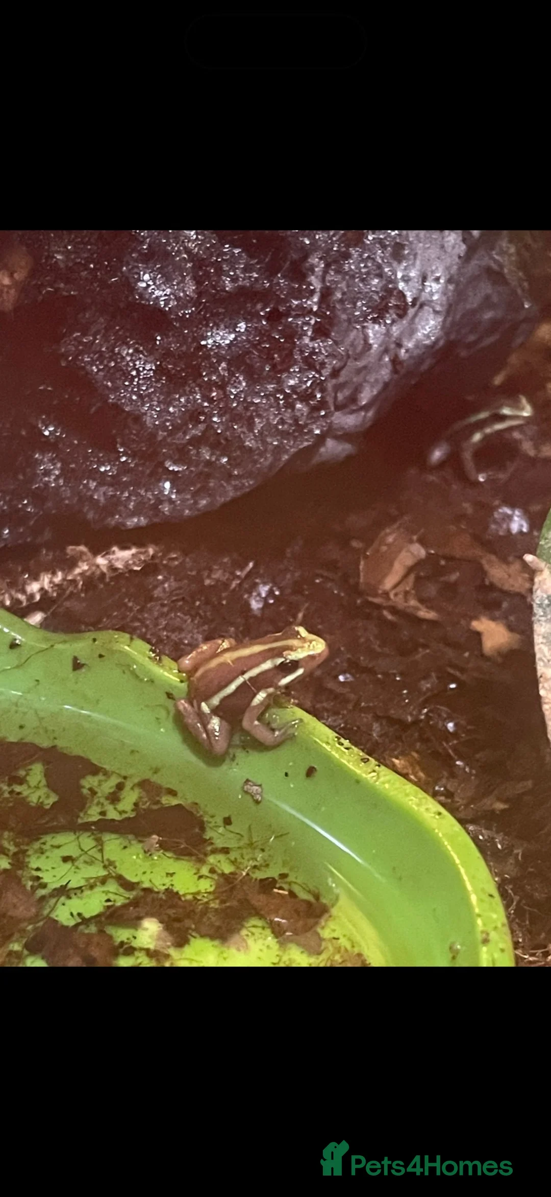 Frog reptiles for sale: Santa Isobel dart frogs - Advert 1