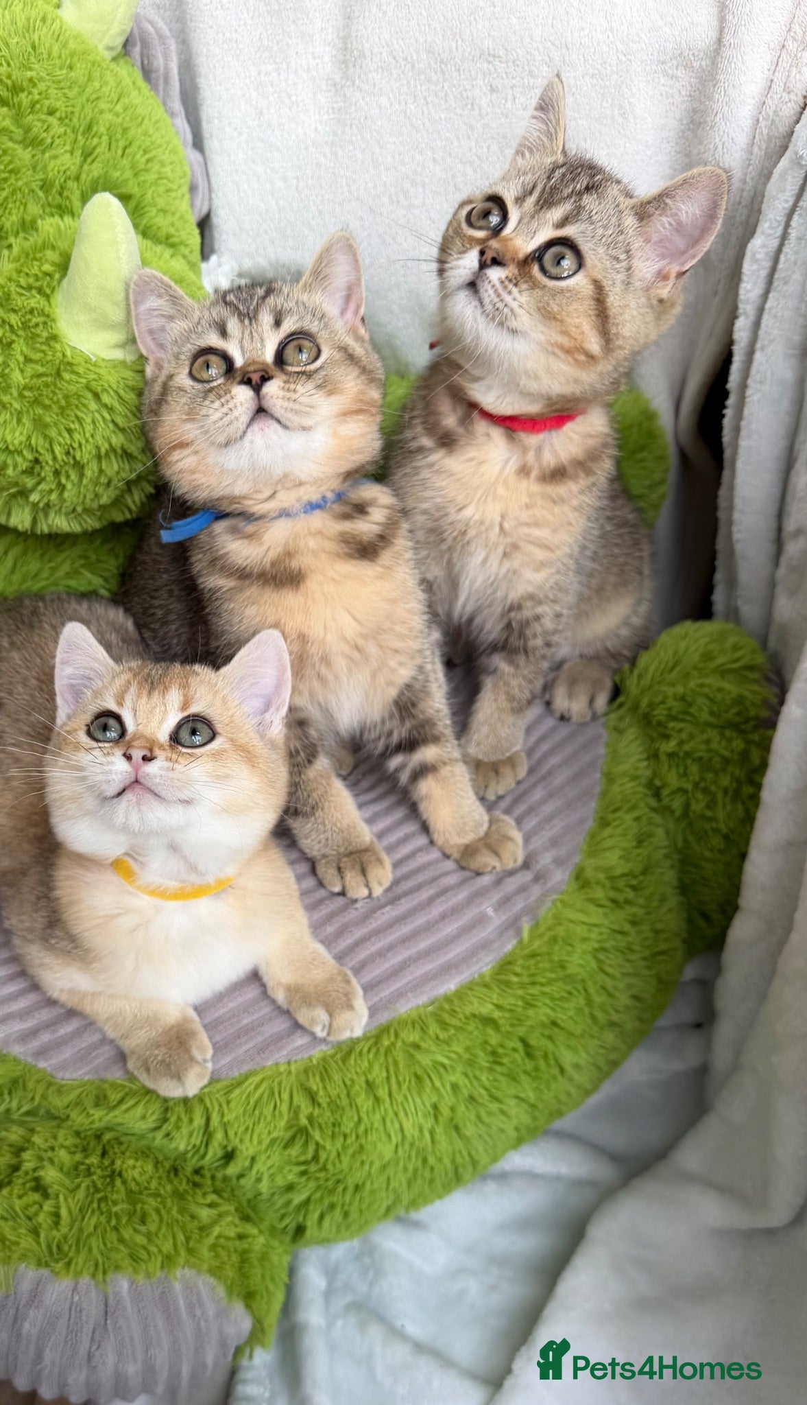 British Shorthair cats Adorable British Shorthair golden kittens   - Advert 1