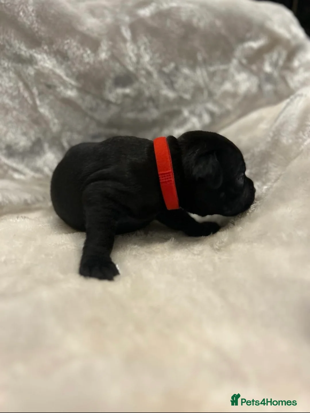 Staffordshire Bull Terrier dogs for stud: THE ONLY VALGLO STUD- VALGLO TOP GUN -BLUE CARRIER in Dudley - Advert 19