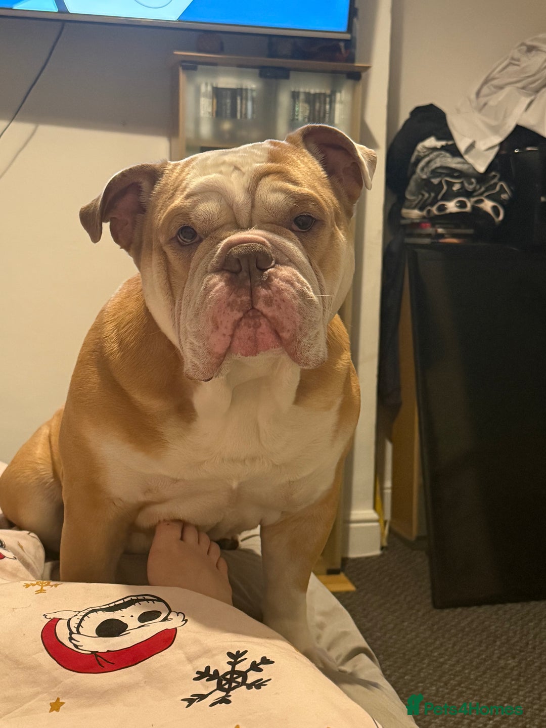 English Bulldog dogs for sale: Bruce - Advert 1