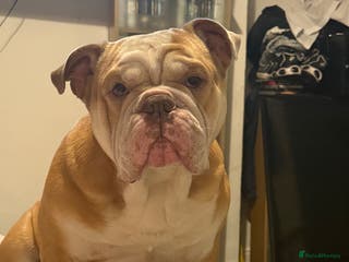 English Bulldog dogs Bruce - Advert 2