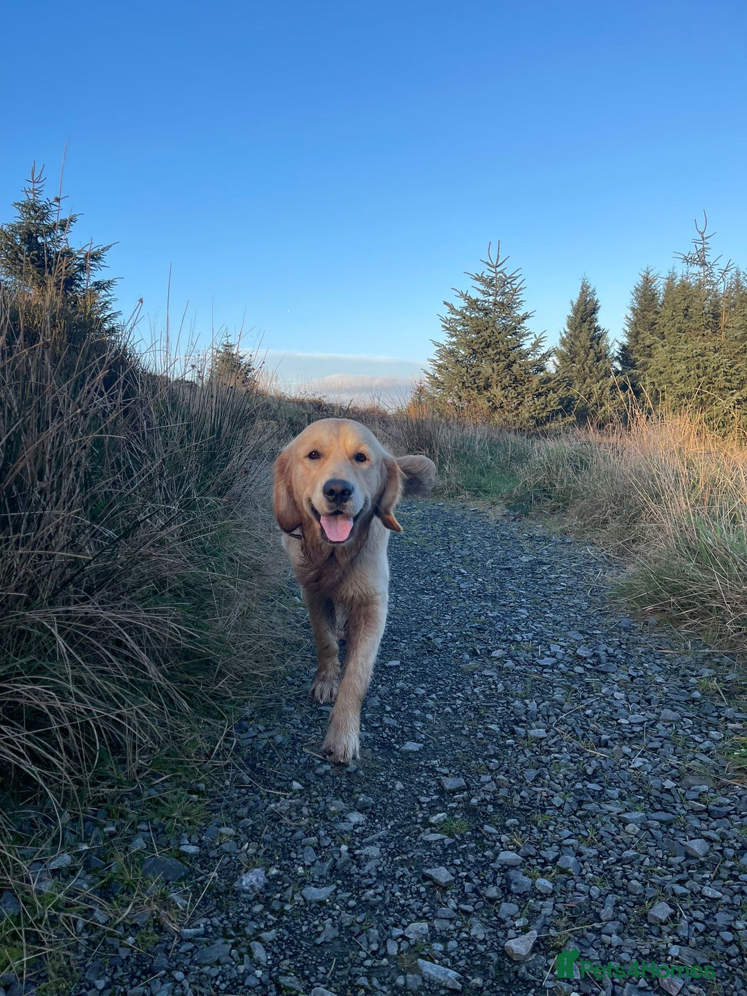 Golden Retriever dogs for stud: KC Golden Retriever Stud, 2 years old. - Advert 7