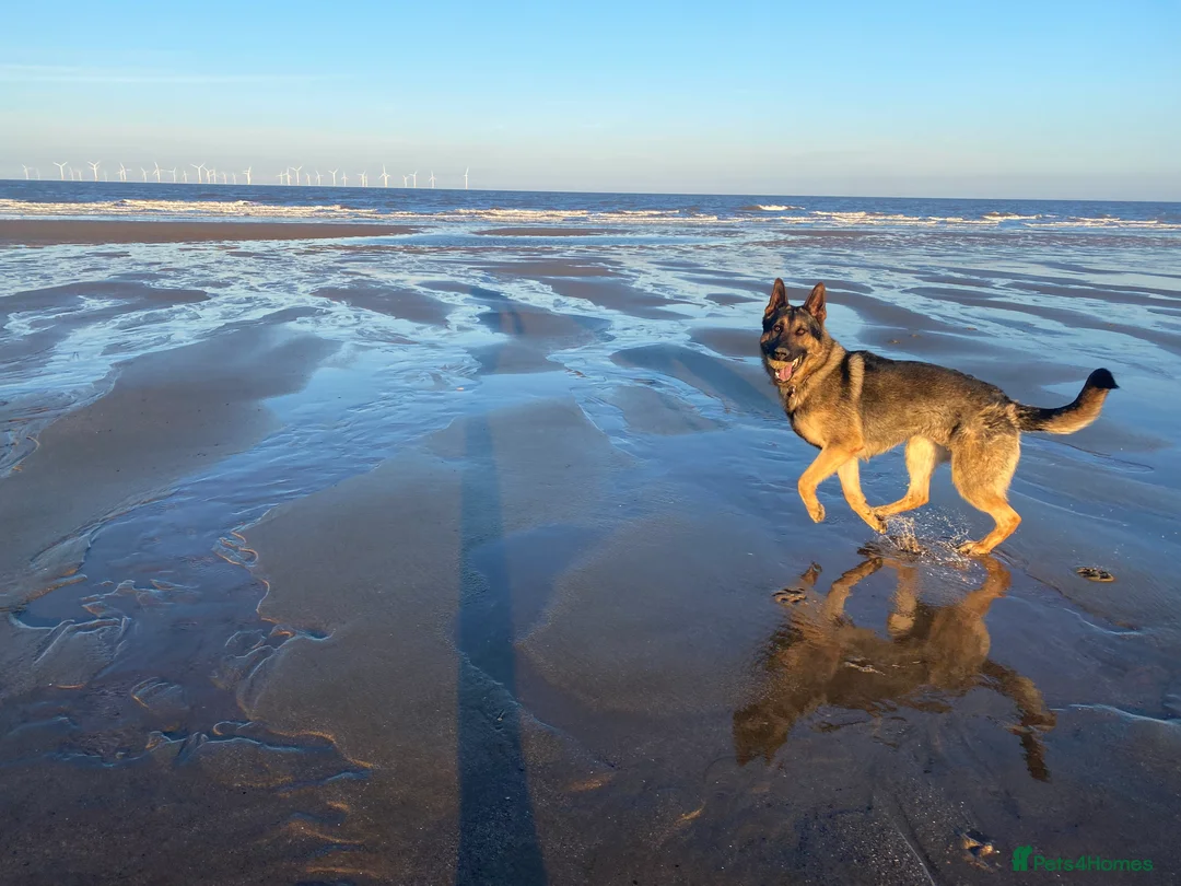 German Shepherd dogs for stud: Working German shepherd for stud  in Leicester - Advert 7