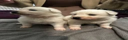 White Swiss Shepherd dogs for sale: gorgeous European line pups - Advert 2