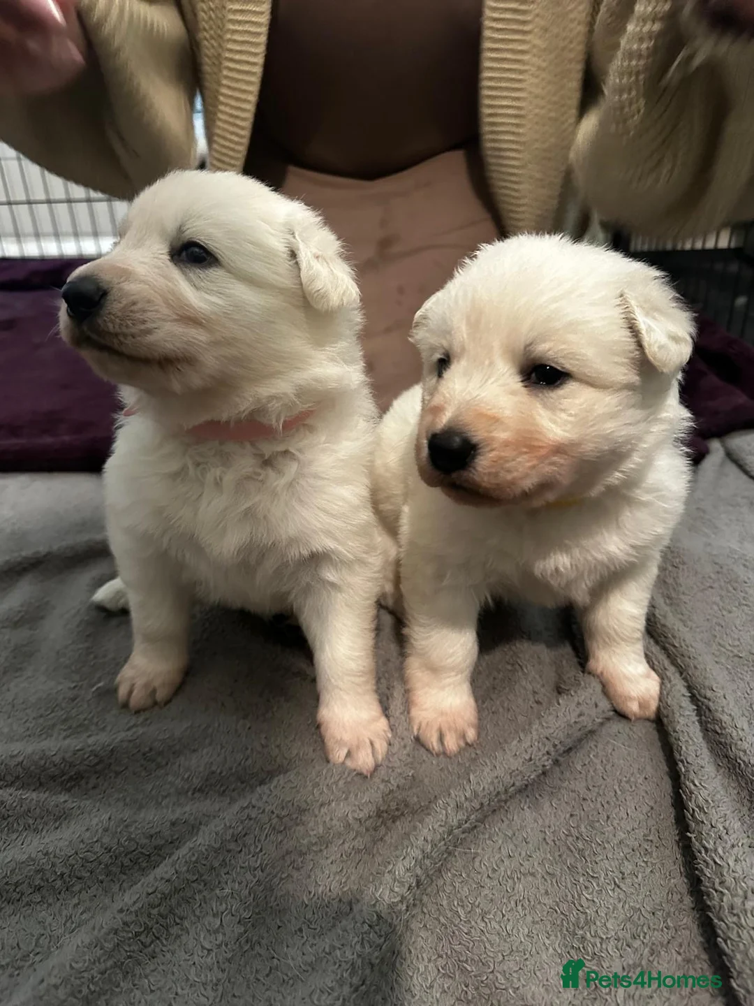 White Swiss Shepherd dogs for sale: gorgeous European line pups - Advert 2
