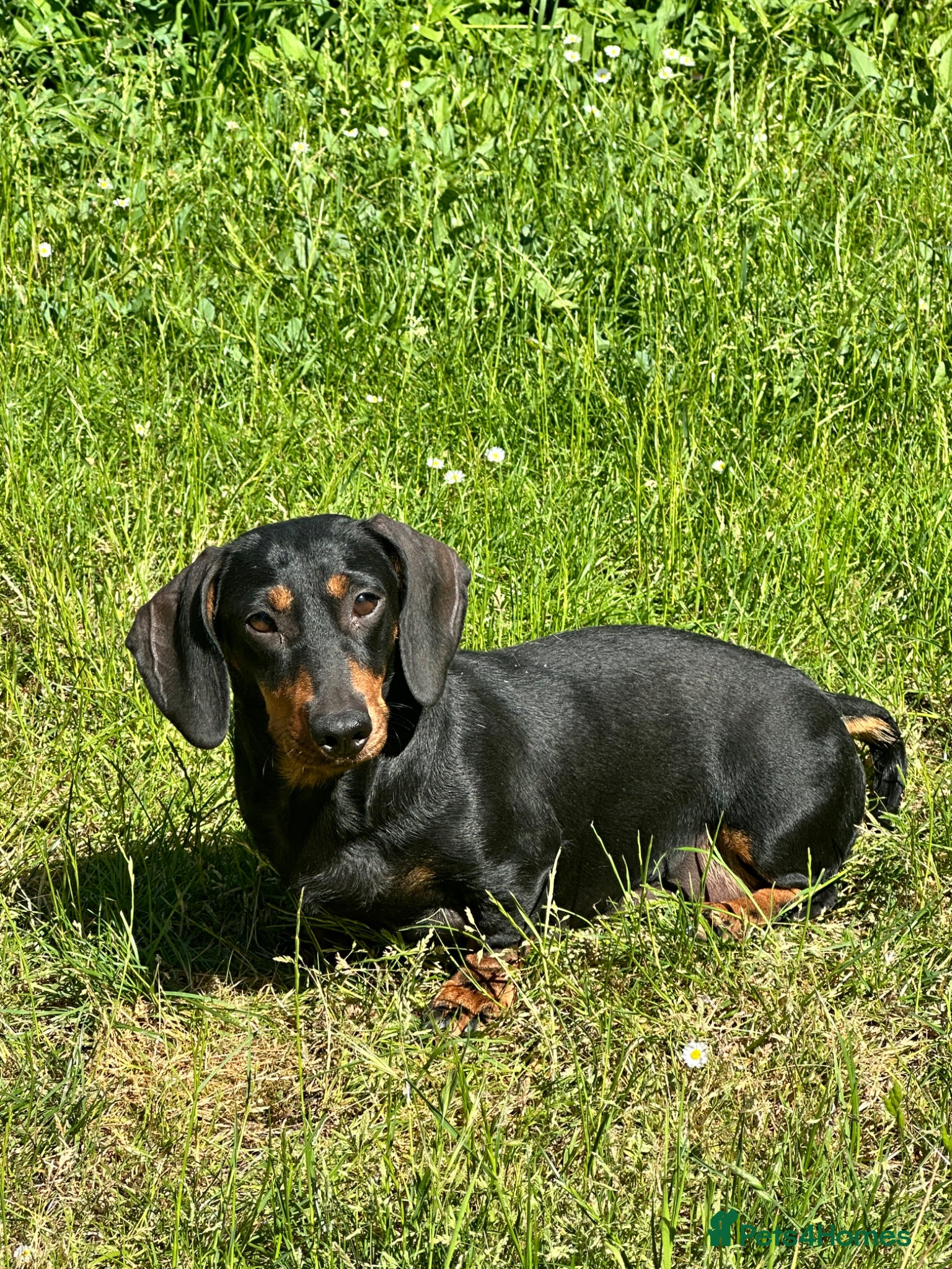 Dachshund dogs Wire haired dachshunds - Advert 1