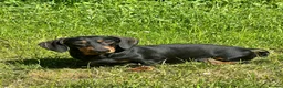 Dachshund dogs for sale: Wire haired dachshunds in Stonehouse - Advert 1