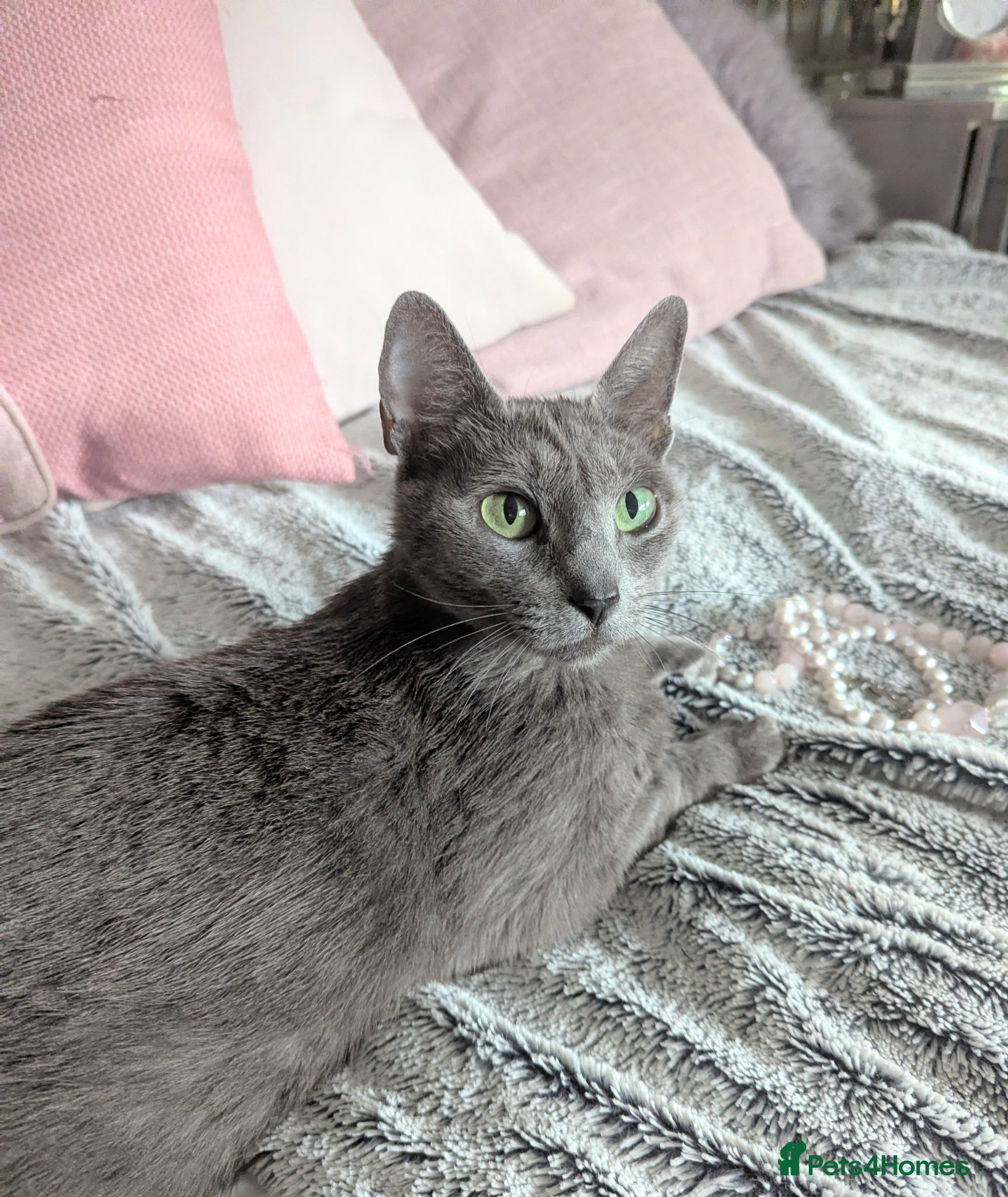 Russian Blue cats for sale: GCCF Registered Mia Seeking a Loving Home - Advert 5