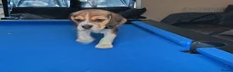 Beagle dogs for sale: Beautiful Pure Beagle Puppies  in Ledbury - Advert 11