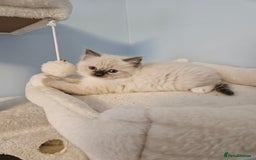 Ragdoll cats for sale: Stunning Ragdoll kittens  - Image 10