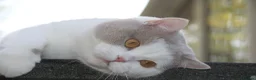British Shorthair cats for sale: British shorthair kittens  - Advert 3