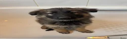 German Shepherd dogs for sale: Female long hair Germany shepherd pup - Advert 3
