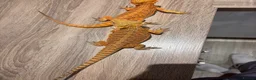 Bearded Dragon reptiles for sale: 2 female bearded dragons  in Herne Bay - Advert 6