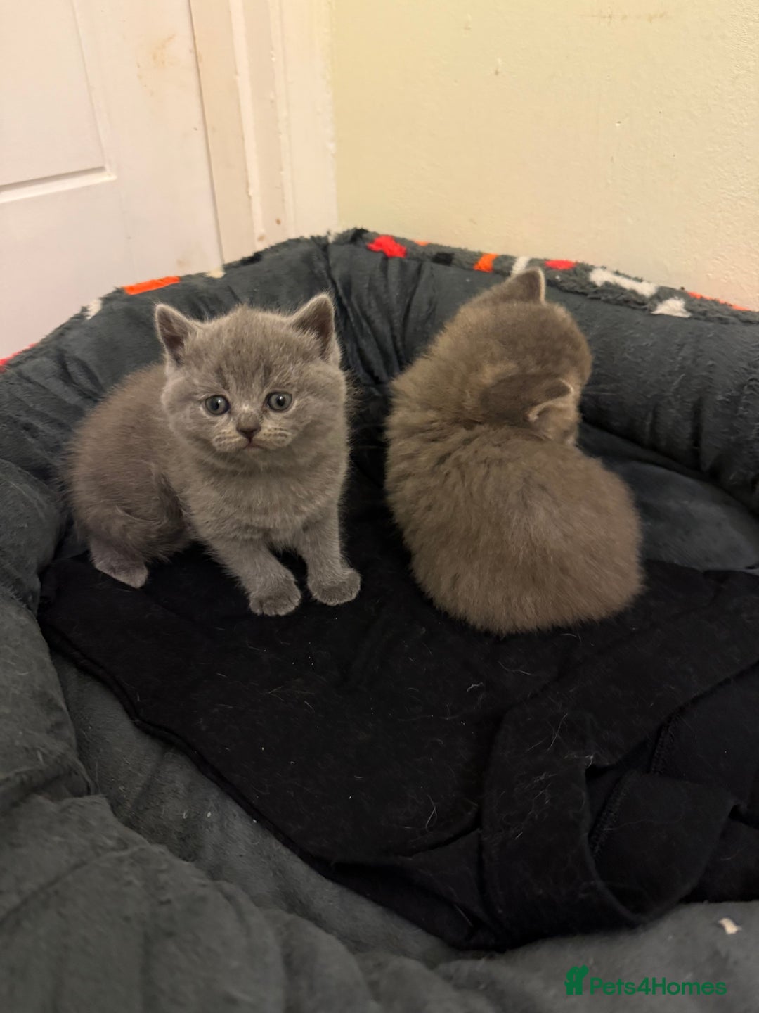 Scottish Fold cats for sale: Scottish fold&straight kittens ready for reservati - Advert 16